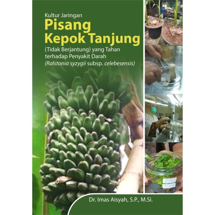 Kultur Jaringan Pisang Kepok Tanjung (Tidak Berjantung) -al