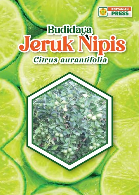 Budidaya Jeruk Nipis Citrus Aurantifolia